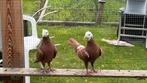 Afgha duiven, Dieren en Toebehoren, Vogels | Duiven, Meerdere dieren, Postduif