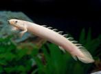 polypterus senegalus albino €12,50, Dieren en Toebehoren, Vis, Zoetwatervis