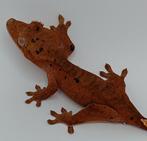 Wimpergekko rood inktspot, Dieren en Toebehoren, Reptielen en Amfibieën, Hagedis, 0 tot 2 jaar