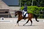 Chique Veelzijdige Lieve D-pony (Springen & Dressuur), Dieren en Toebehoren, Pony's, M, Springpony, 11 jaar of ouder, D pony (1.37m tot 1.48m)