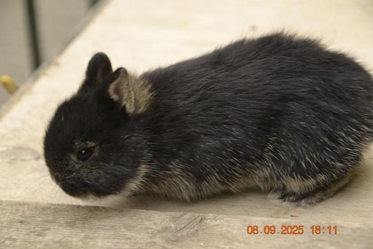 Superschattig, tam konijntje, Dieren en Toebehoren, Konijnen, Dwerg, Mannelijk, 0 tot 2 jaar