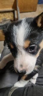 Border collie pups met stamboom, Ophalen, Vis