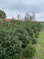 Kerstbomen div soorten en maten, Diversen, Kerst, Ophalen