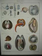 Antieke prent Lithografie Oken 1843 schelpen mossels (Z7), Ophalen of Verzenden