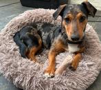 Jack Russel dekreu blue merle, Dieren en Toebehoren, Honden | Dekreuen, Rabiës (hondsdolheid), Reu, 1 tot 2 jaar, Eén hond