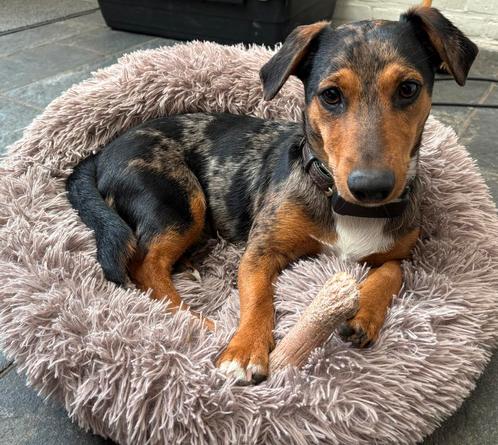 Jack Russel dekreu blue merle, Dieren en Toebehoren, Honden | Dekreuen, Reu, Particulier, Eén hond, Nederland, 1 tot 2 jaar, CDV (hondenziekte)