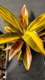 Cordyline Kiwi, Ophalen, Overige soorten, Minder dan 100 cm