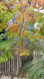 Gratis Aralia Eleta (Engelenboom) - Zelf Uitscheppen!, Ophalen, 250 tot 400 cm