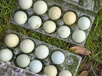 Araucana broedeieren beschikbaar voor biedingen