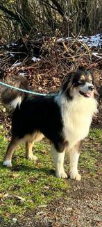 australian shepherd  dekreu, Particulier, Rabiës (hondsdolheid), 1 tot 2 jaar, Reu