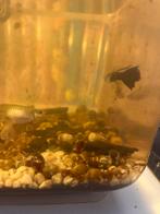 Koud en warm waterslakken, Overige soorten, 0 tot 2 jaar