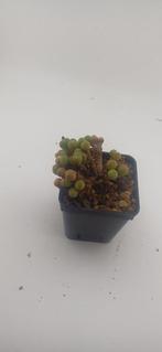conophytum, Vetplant, Ophalen of Verzenden, Minder dan 100 cm, Volle zon