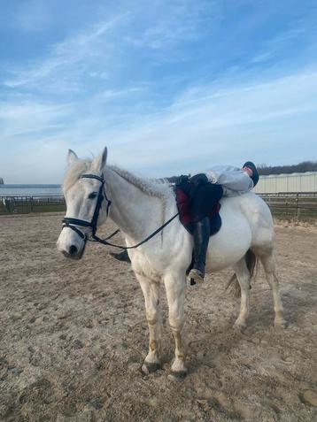 Hoofdstel maat cob beschikbaar voor biedingen