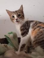 Jarela, Sweety, heel jong naar het asiel gebracht, 04-09-24, Poes, Kortharig, 0 tot 2 jaar