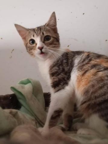 Jarela, Sweety, heel jong naar het asiel gebracht, 04-09-24 beschikbaar voor biedingen