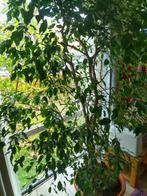 Ficus plant in pot, Huis en Inrichting, Kamerplanten, Ophalen, Ficus, 200 cm of meer, Halfschaduw