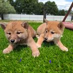TE KOOP MOOIE SHIBA INU PUPS, Nederland, Overige rassen, CDV (hondenziekte), 8 tot 15 weken