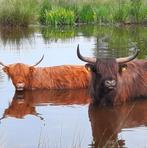 Foto van 2 runderen, Huis en Inrichting, Ophalen, 50 tot 75 cm, Foto of Poster, 75 cm of meer