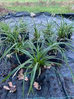 Vaste plant, Siergras, Carex p9, Volle plant, Groenblijvend, Tuin en Terras, Siergrassen, Ophalen of Verzenden