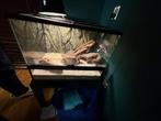 Exo Terra Terrarium 60x45x45 & alle toebehoren, Dieren en Toebehoren, Reptielen en Amfibieën | Toebehoren, Ophalen, Zo goed als nieuw