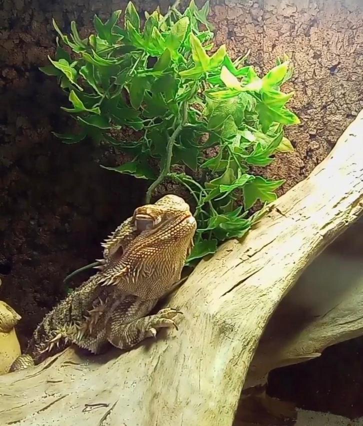 Baardagaam met terrarium warmte- en UV lampen en toebehoren