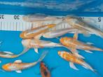Koi karpers, Dieren en Toebehoren, Vissen | Vijvervissen, Karper of Koi