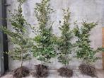 Fagus Sylvatica met wortel, Tuin en Terras, Planten | Tuinplanten, Ophalen of Verzenden, Siergrassen, Volle zon