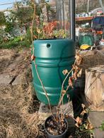 Biologische Zwarte Bessenstruik - 3 jaar, Tuin en Terras, Ophalen, Volle zon, Vaste plant, Fruitplanten