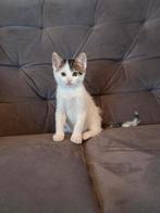 1 super kitten te koop, kwart Maine Coon, Dieren en Toebehoren, Katten en Kittens | Overige Katten, Meerdere dieren, Kortharig