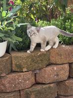 Ragdoll kittens, Dieren en Toebehoren, Katten en Kittens | Raskatten | Langhaar