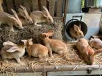 Vlaamse Reuzen konijntjes M/V, Dieren en Toebehoren, Konijnen, Meerdere dieren, Groot, 0 tot 2 jaar