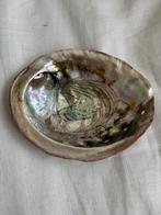 Grote schelp, Verzamelen, Mineralen en Fossielen, Ophalen of Verzenden, Schelp(en)