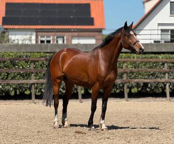 Zeer mooi springpaard rechtstreeks van de fokker  beschikbaar voor biedingen