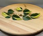 Philodendron Silver Stripe (gewortelde stek), Ophalen of Verzenden, Overige soorten, Minder dan 100 cm