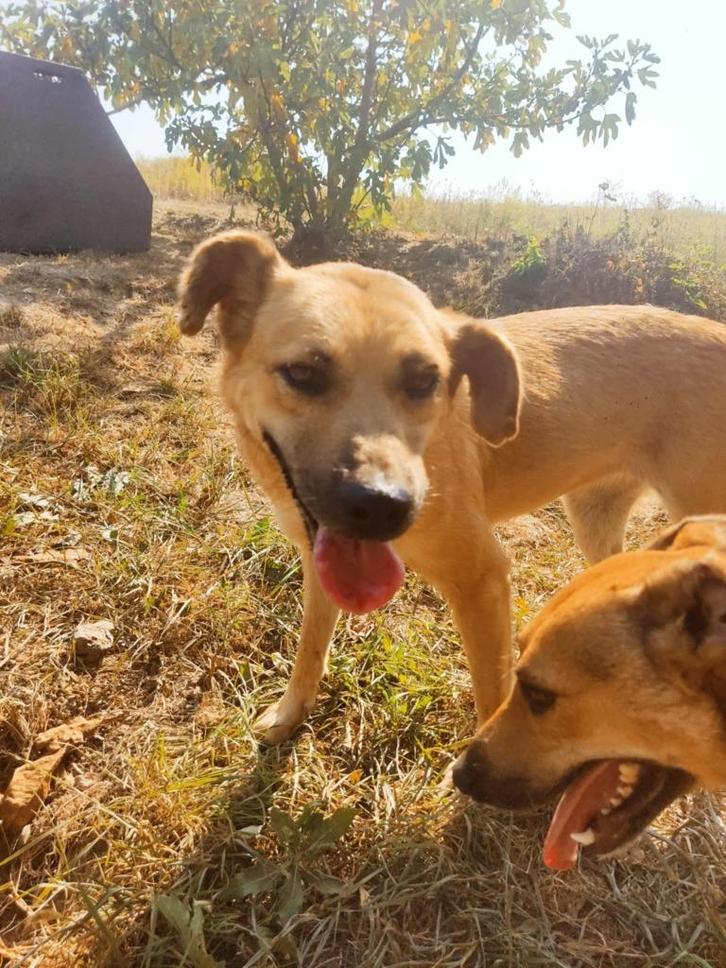Lulu is een leuk en vriendelijk meisje, Dieren en Toebehoren, Honden | Niet-rashonden, Middel, Teef, Particulier, Eén hond, Buitenland
