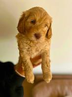 Prachtige Australian Labradoodle pups met stamboom., Rabiës (hondsdolheid), 8 tot 15 weken, Meerdere, Meerdere dieren