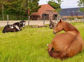 PLEK AANGEBODEN  beschikbaar voor biedingen