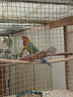 rosella mutatie,s, Dieren en Toebehoren, Meerdere dieren, Parkiet, Geringd