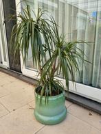 Dracaena in metalen pot, Groene kamerplant, Ophalen, In pot, 100 tot 150 cm