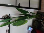 Kunstplanten te koop, Ophalen, Overige soorten, Minder dan 100 cm