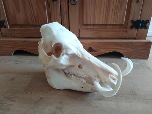 Wild zwijn schedel te koop, Verzamelen, Dierenverzamelingen, Zo goed als nieuw, Schedel, Ophalen