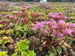 Sedum 40cm bij 60cm te koop, Ophalen, Overige soorten, Volle zon