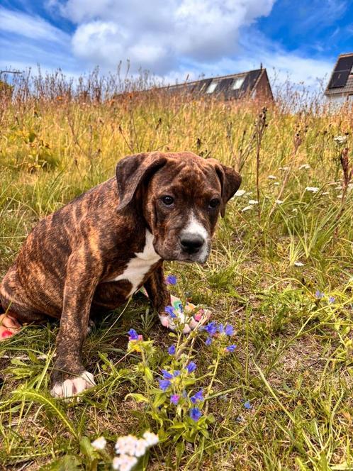 Prachtige American XL Bully pups mogen het nest verlaten! ️, Dieren en Toebehoren, Honden | Bulldogs, Pinschers en Molossers, Meerdere dieren