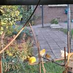 cubavink pop te koop, Dieren en Toebehoren, Vrouwelijk, Tropenvogel, Geringd