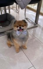 Ter dekking dekreu pomeriaan (NIET TE KOOP), Reu, Parvo, Eén hond, 3 tot 5 jaar