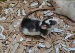 Wachtlijst dwergratjes en standaard ratten geopend!, Rat, December, Meerdere dieren, Tam