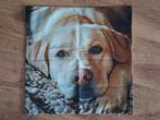 NIEUWE Kussenhoes met LABRADOR, Ophalen of Verzenden, Nieuw, Vierkant