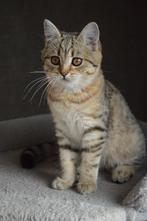 Prachtige Britse korthaar kitten, Dieren en Toebehoren, Katten en Kittens | Raskatten | Korthaar, Poes, Ontwormd