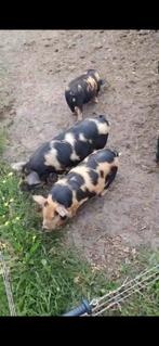 3 kune kune biggen, Dieren en Toebehoren, Meerdere dieren, Varken, 0 tot 2 jaar