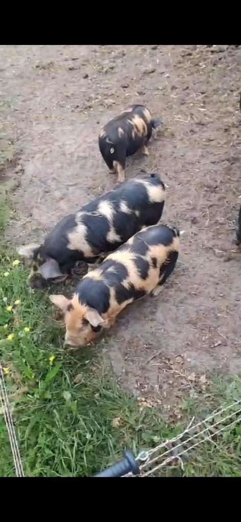 3 kune kune biggen, Dieren en Toebehoren, Schapen, Geiten en Varkens, Varken, Meerdere dieren, 0 tot 2 jaar